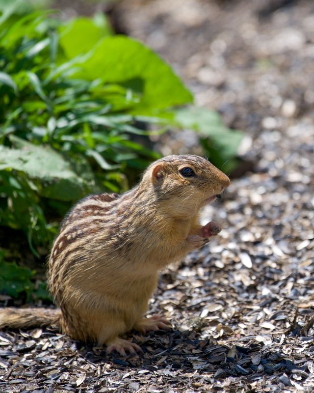 Moles and Gophers