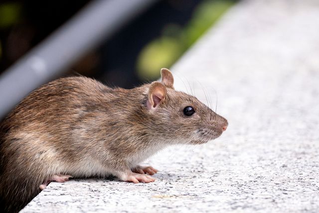 Rodents