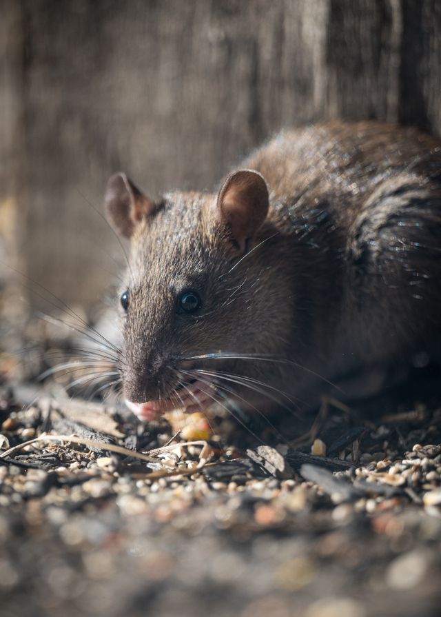 Rodents