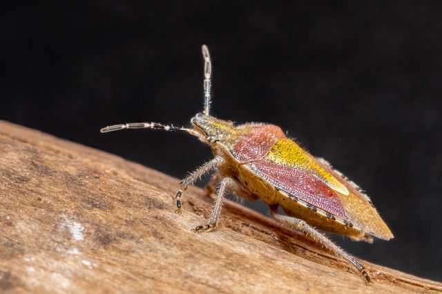Pests Library