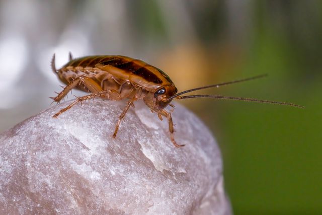 Cockroaches