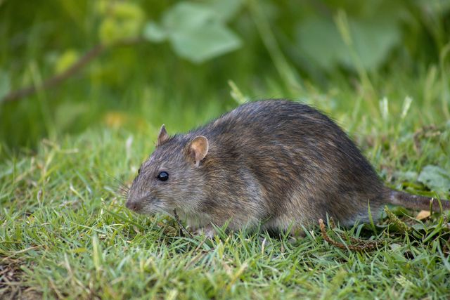 Rodent Control in Oregon — Professional Rat & Mice Removal