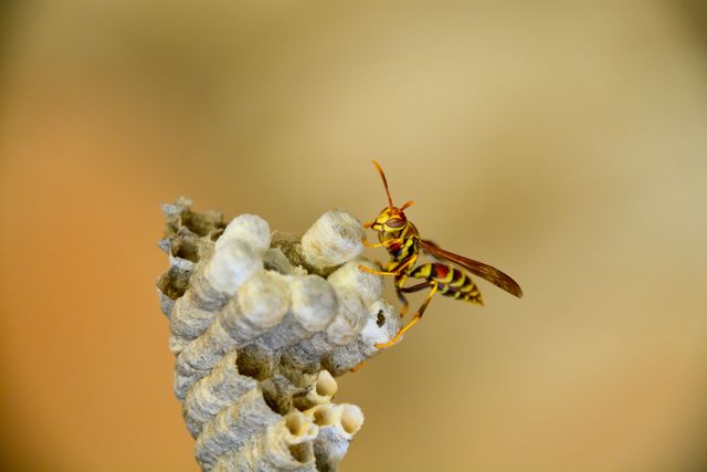 Pests Library