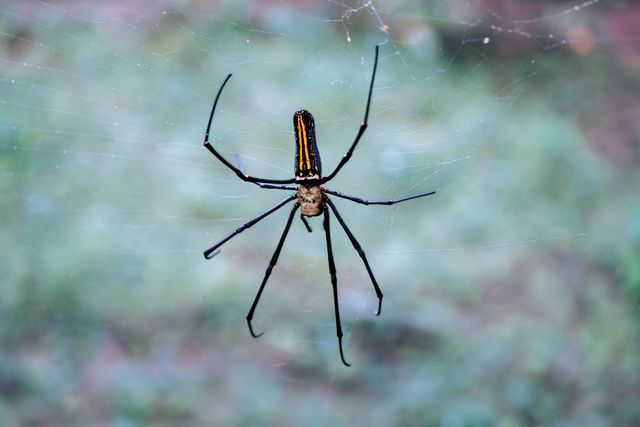 Spiders