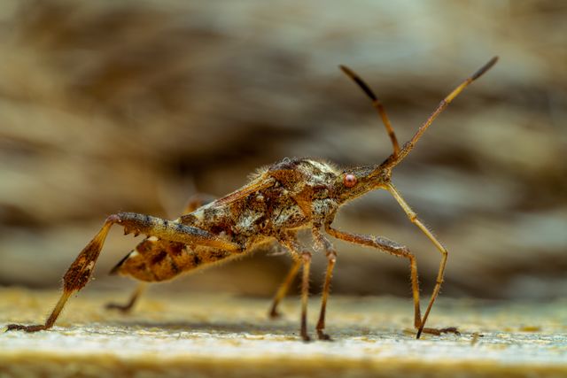 Boxelder Bugs and Stink Bugs