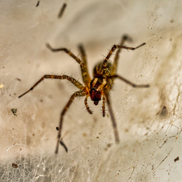 Spiders