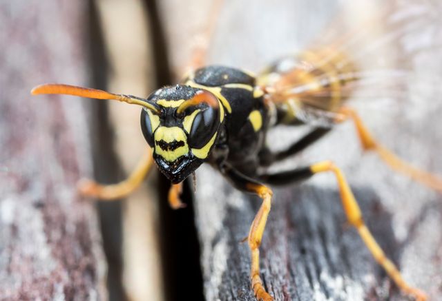 Wasps