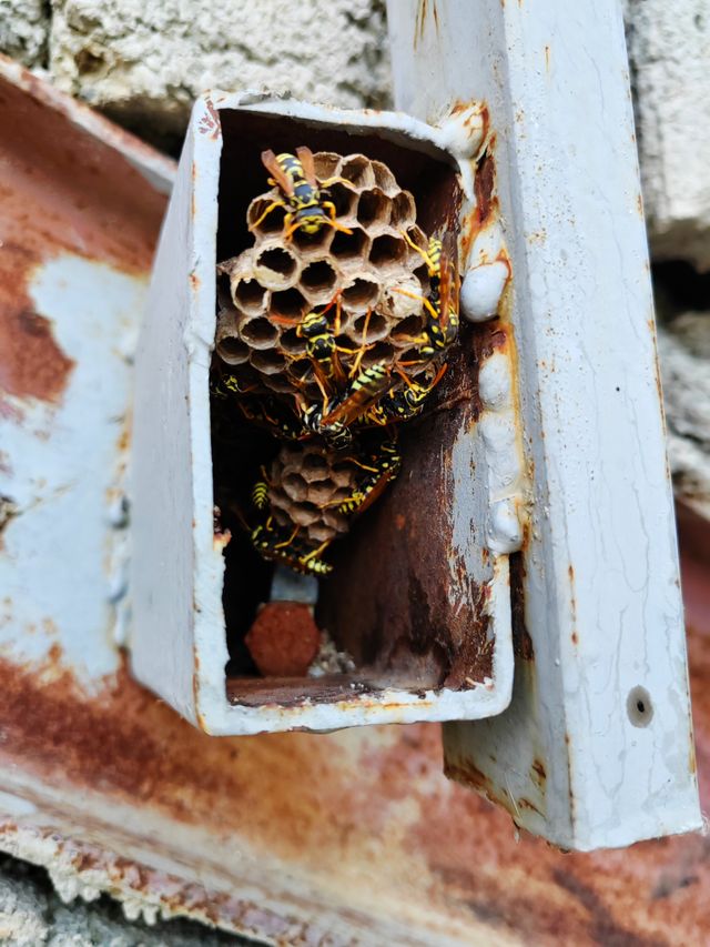 Wasps