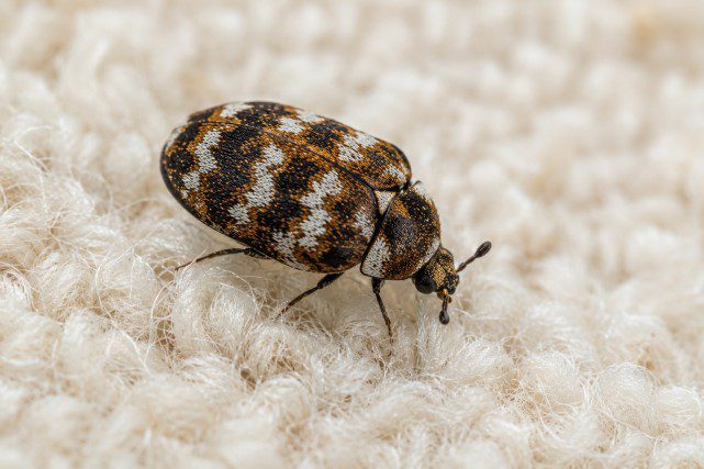 Beetles