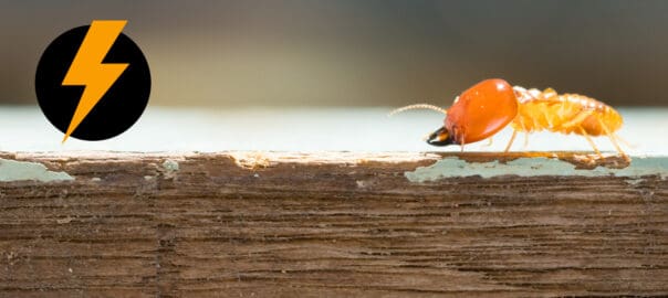 Termites in Oregon: Are Termites a Problem in Oregon?