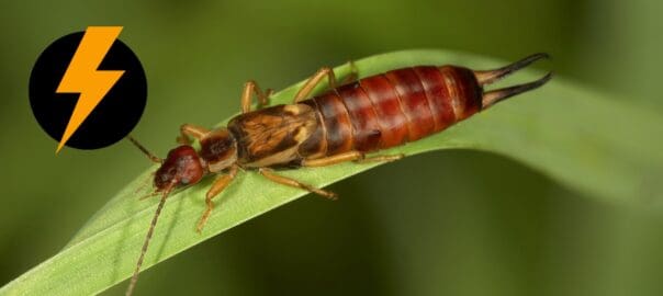 Get Started With Spring Pest Control