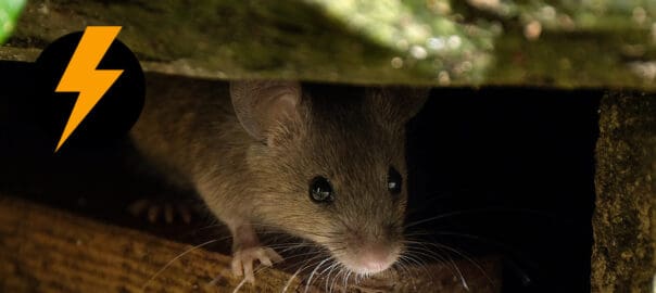 How Do Pests Get Into My House?