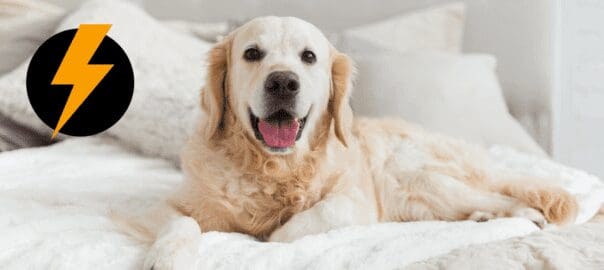 How to Keep Your Pets Safe During Pest Control