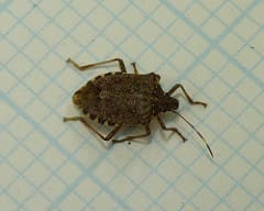 Boxelder Bug Oregon: Understanding Stink Bugs and Box Elder Beetles ...