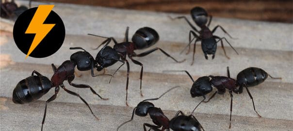Carpenter Ant Identification & Prevention Tips