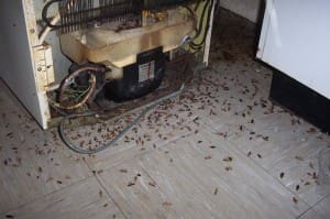 Cockroach infestation behind a refrigerator