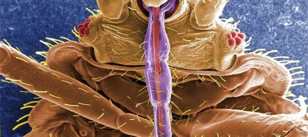 What Do Bed Bugs Look Like?