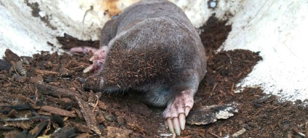 How to Get Rid of Moles in Your Yard