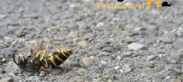 Wasp Nearly Got Me-Look Out This Week!